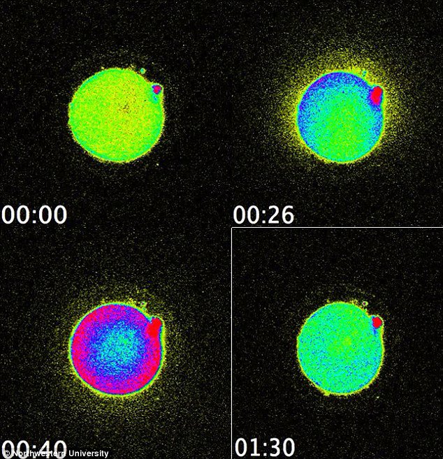 Επιστήμονες Εντόπισαν Λάμψεις Φωτός τη Στιγμή της Γονιμοποίησης του Ωαρίου! Στιγμιότυπα στο εργαστήριο