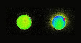 Επιστήμονες Εντόπισαν Λάμψεις Φωτός τη Στιγμή της Γονιμοποίησης του Ωαρίου! (Βίντεο)