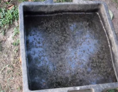 Αντιμετώπιση Κουνουπιών Με Οικολογικές Μεθόδους - Νεκρά Έντωμα Κουνουπιών σε Λεκάνη με Νερό