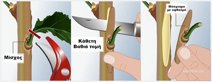 Πως να κανετε εμβολιασμο (μπόλιασμα) σε καρποφόρα δέντρα στην κήπο σας - Εμβολιασμός Τύπου Τ -Αφαίρεση μοσχεύματος