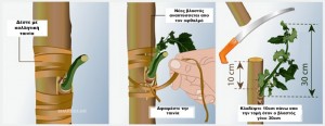 Πως να κανετε εμβολιασμο (μπόλιασμα) σε καρποφόρα δέντρα στην κήπο σας - Εμβολιασμός Τύπου Τ - Τελευταίο Κλάδεμα