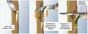 Πως να κανετε εμβολιασμο (μπόλιασμα) σε καρποφόρα δέντρα στην κήπο σας - Εμβολιασμός Τύπου Τ - Εισαγωγή Μοσχεύματος στην Σχισμή