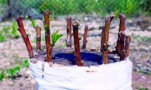 Εγκεντρισμος Υπόφλοιος