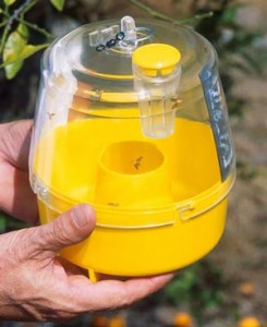 Παγιδέψτε το Δάκο της Ελιάς με Βιολογικές Παγίδες και Προστατεύστε τις Ελιές Σας Διαβάστε Όλα Όσα Πρέπει να Ξέρετε Παγίδα Τύπου McPhail