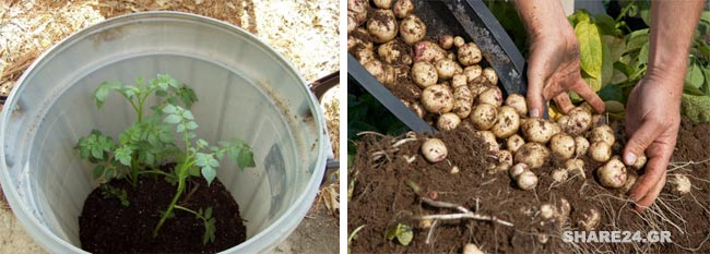 Καλλιέργεια Πατάτας σε Δοχείο