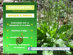 Οι φαρμακευτικές ιδιότητες του πεντάνευρου