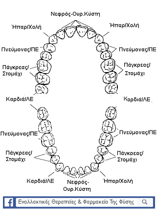 χάρτης με τα δόντια και με τα όργανα στα οποία συνδέονται μέσω των μεσημβρινών