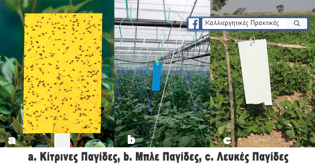 Παραδείγματα κολλητικλων παγίδων στο θερμοκήπιο και στους αγρούς - Κίτρινες, μπλες και λευκές κολλητικές παγίδες