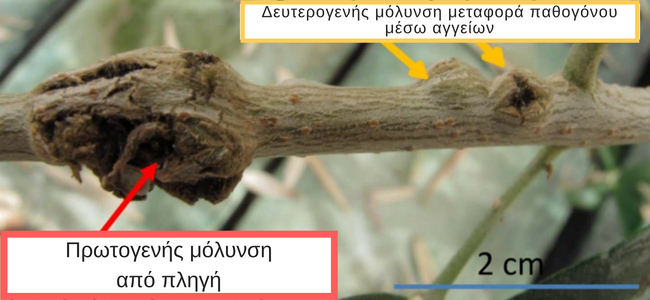 Κλάδος ελιάς με πρωτογενή και δευτερογενή μόλυνση από το παθογόνο Pseudomonas savastanoi που προκαλέι την καρκίνωση της ελιάς