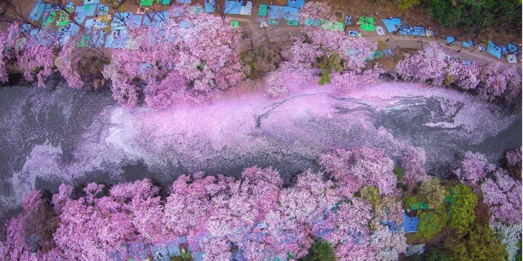 Η άνθηση της ιαπωνικής κερασιάς σε 17 υπέροχες φωτογραφίες από το National Geographic