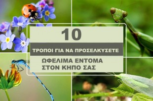 10 Τρόποι Για να Προσελκύσετε Ωφέλιμα Έντομα στον Κήπο Σας!