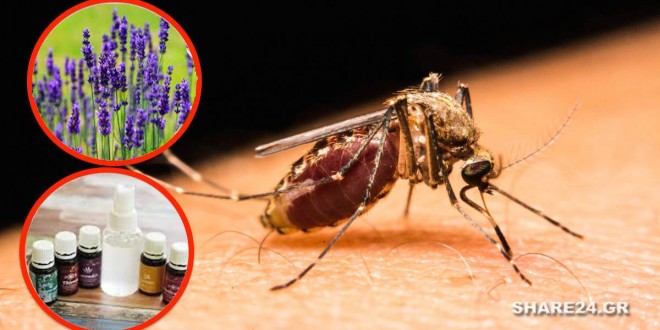 Απαλλαγείτε από τα Κουνούπια με Αυτό το Αποτελεσματικό Μη-τοξικό Εντομοαπωθητικό