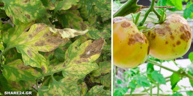 Αναγνωρίστε τις Ασθένειες της Ντομάτας και Αντιμετωπίστε τες με Βιολογικό Τρόπο