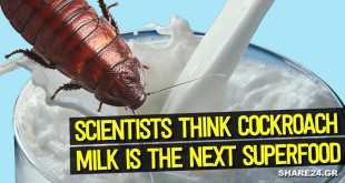 Απίστευτο Το Γάλα Κατσαρίδας Είναι το Νέο Superfood του Μέλλοντος Μάθετε τι Είναι