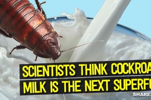 Απίστευτο Το Γάλα Κατσαρίδας Είναι το Νέο Superfood του Μέλλοντος Μάθετε τι Είναι