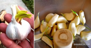 Να Γιατί Δεν Πετάμε Ποτέ Ένα Φυτρωμένο Σκόρδο Δείτε τι Οφέλη Έχει για την Υγεία Σας