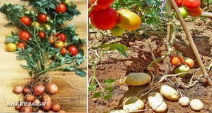 Πάνω Ντομάτα, Κάτω Πατάτα Μάθε πως να Καλλιεργήσεις Ντομάτες & Πατάτες στο Ίδιο Φυτό Ταυτόχρονα