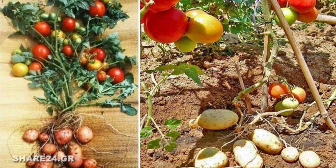 Πάνω Ντομάτα, Κάτω Πατάτα Μάθε πως να Καλλιεργήσεις Ντομάτες & Πατάτες στο Ίδιο Φυτό Ταυτόχρονα