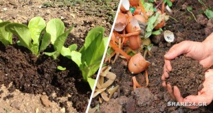 Φτιάξτε Κομπόστ στον Κήπο Σας για Βιολογική Λίπανση των Φυτών σας Όλο το Χρόνο Διαβάστε πως να το κάνετε