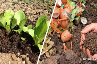 Φτιάξτε Κομπόστ στον Κήπο Σας για Βιολογική Λίπανση των Φυτών σας Όλο το Χρόνο Διαβάστε πως να το κάνετε