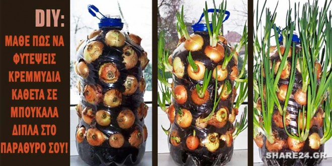 Φυτέψτε Κρεμμύδια με Αυτό το Κόλπο Κάθετης Φύτευσης για να Έχετε Φρέσκα Κρεμμύδια Όλο το Χρόνο στην Κουζίνα Σας