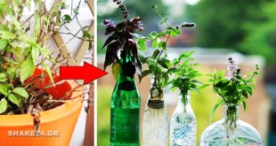 Πως να Διατηρήσετε τα Βότανα του Κήπου σε Βάζο με Νερό στο Σπίτι κατά τη διάρκεια του Χειμώνα