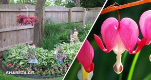 Τα Ομορφότερα Εξωτικά Φυτά για Διακόσμηση Σκιερών Κήπων και Αυλών