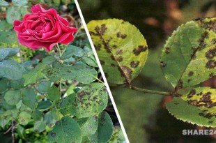Μαύρες Κηλίδες στα Φύλλα της Τριανταφυλλιάς - Οι Καλύτερες Λύσεις για την Αντιμετώπισή Τους