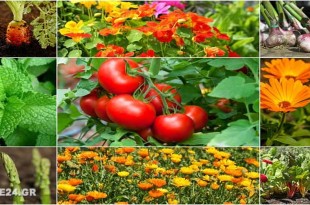 Ποια Φυτά ΔΕΝ Πρέπει να Φυτεύονται Δίπλα-Δίπλα στον Κήπο
