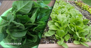 Πως να Καλλιεργήσω Σπανάκι στον Κήπο Εύκολα & Απλά