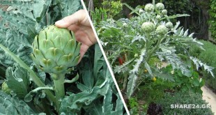 Πώς θα Καλλιεργήσετε την Αγκινάρα και πώς θα την Συγκομίσετε