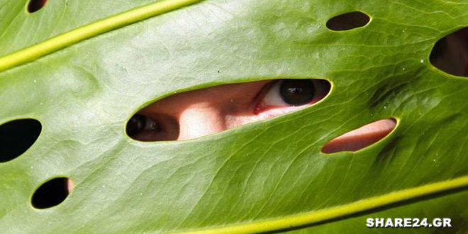 Τα Φυτά έχουν Πρωτόγονα Μάτια και Μπορούν να Βλέπουν!