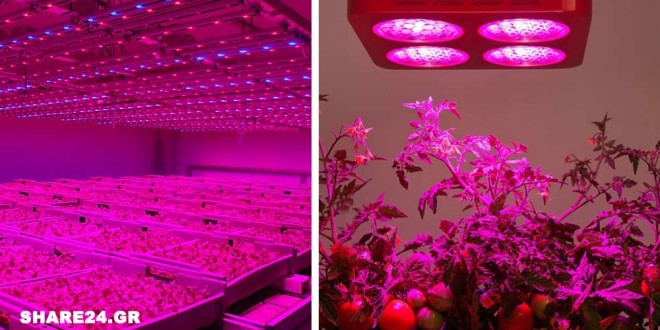 Πως το Κόκκινο Φως Μπορεί να Βοηθήσει στην Ανάπτυξη & στην Παραγωγή της Ντομάτας