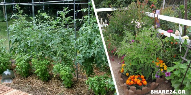 Ο Βασιλικός Προστατεύει τις Ντομάτες & Βελτιώνει τη Γεύση τους, Αυτό και Άλλα 9 Φυτά που Πρέπει να Φυτεύονται Δίπλα στις Ντομάτες