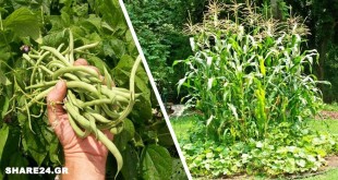 Η Κολοκυθιά & το Καλαμπόκι Προστατεύουν τη Φασολιά - Αυτά και Άλλα 6+ Φυτά που Φυτεύονται Μαζί με τη Φασολιά στον Κήπο