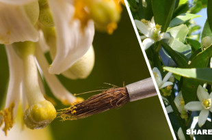 Πως να Πολλαπλασιάσετε τα Άνθη της Λεμονιάς με το Χέρι και σε Ποιες Περιπτώσεις Αυτό Χρειάζεται