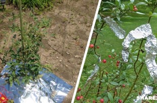Το Αλουμινόχαρτο Διώχνει Έντομα & Εχθρούς - 7 Έξυπνες Χρήσεις του Αλουμινόχαρτου στον Κήπο