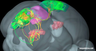 Αυτός ο Τεράστιος Νευρώνας μπορεί να Εξηγεί την Προέλευση της Συνείδησης