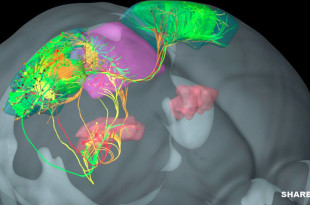 Αυτός ο Τεράστιος Νευρώνας μπορεί να Εξηγεί την Προέλευση της Συνείδησης
