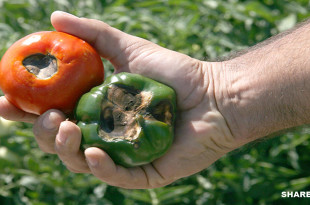 Σήψη και μάυρισμα του καρπού στο κάτω μέρος της ντομάτας και της πιπεριάς