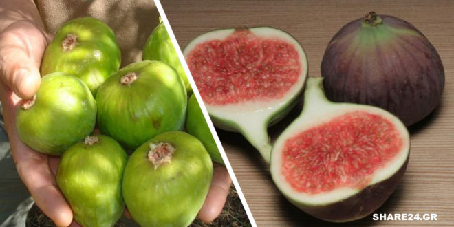 Σύκο: Το Κορυφαίο Αλκαλικό Φρούτο που Σηκώνει Ασπίδα έναντι του Καρκίνου