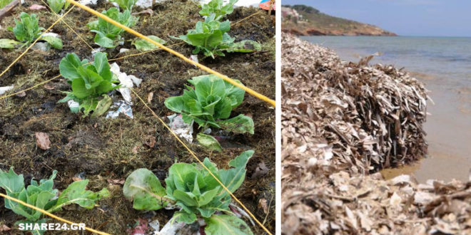 Φύκια της Θάλασσας για Λίπασμα - Διαβάστε πώς μπορείτε να τα Χρησιμοποιήσετε στο Λαχανόκηπο για Μεγαλύτερη Παραγωγή!