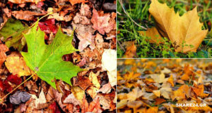 9 Υπέροχα Πράγματα που Μπορείτε να Κάνετε το Φθινόπωρο στον κήπο Σας!