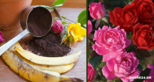 Με τις Φλούδες της Μπανάνας & το Κατακάθι του Καφέ θα Γεμίσει η Αυλή σας Τριαντάφυλλα!