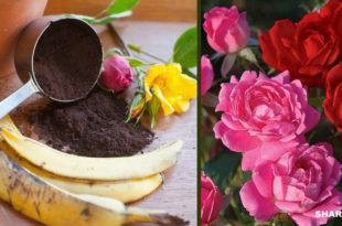 Με τις Φλούδες της Μπανάνας & το Κατακάθι του Καφέ θα Γεμίσει η Αυλή σας Τριαντάφυλλα!