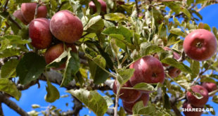 Γιατί τα μήλα πέφτουν από το δέντρο πριν ωριμάσουν; Οι λόγοι της προσυλλεκτικής καρπόπτωσης και πώς να την αντιμετωπίσετε.