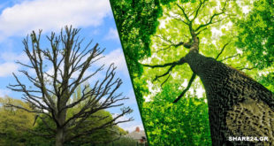 6 Πράγματα που Πρέπει να Κάνετε για να Σώσετε τα Δέντρα Σας!