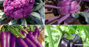 7 Μωβ Λαχανικά που Μπορείτε να Καλλιεργήσετε Εύκολα στον Κήπο Σας!