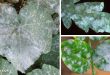 Μυκητολογική Ασθένεια Ωίδιο - Γιατί τα Φύλλα των Φυτών έχουν μια Άσπρη Σκόνη πάνω τους & Πώς να το Αντιμετωπίσω!