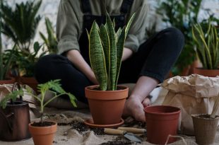 Μια κοπέλα φυτεύει φυτά σε γλάστρες